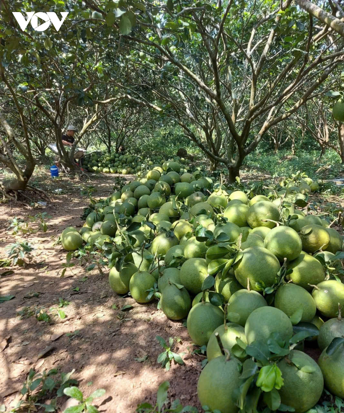 Cuối năm nhiều loại trái cây hút hàng, tăng giá, nhà vườn Đồng Tháp phấn khởi